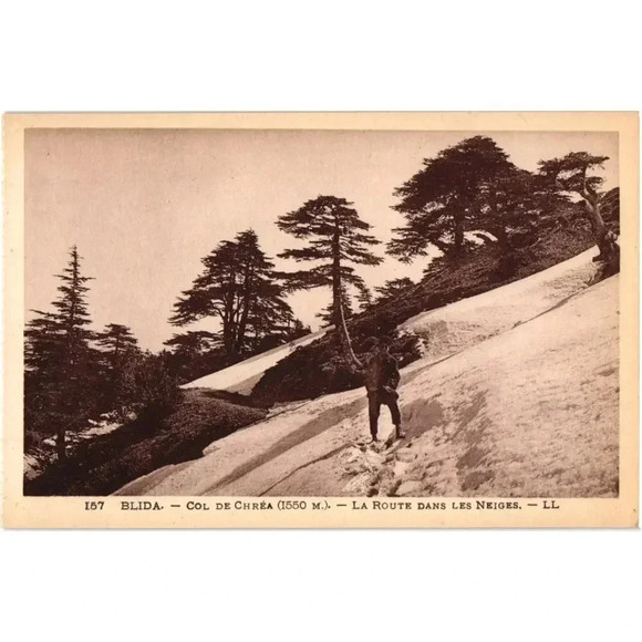 157 Blida Col De Chrea (1550M.) - La Rute Dans Les Neiges. - LL Postcard - Picture 1 of 2